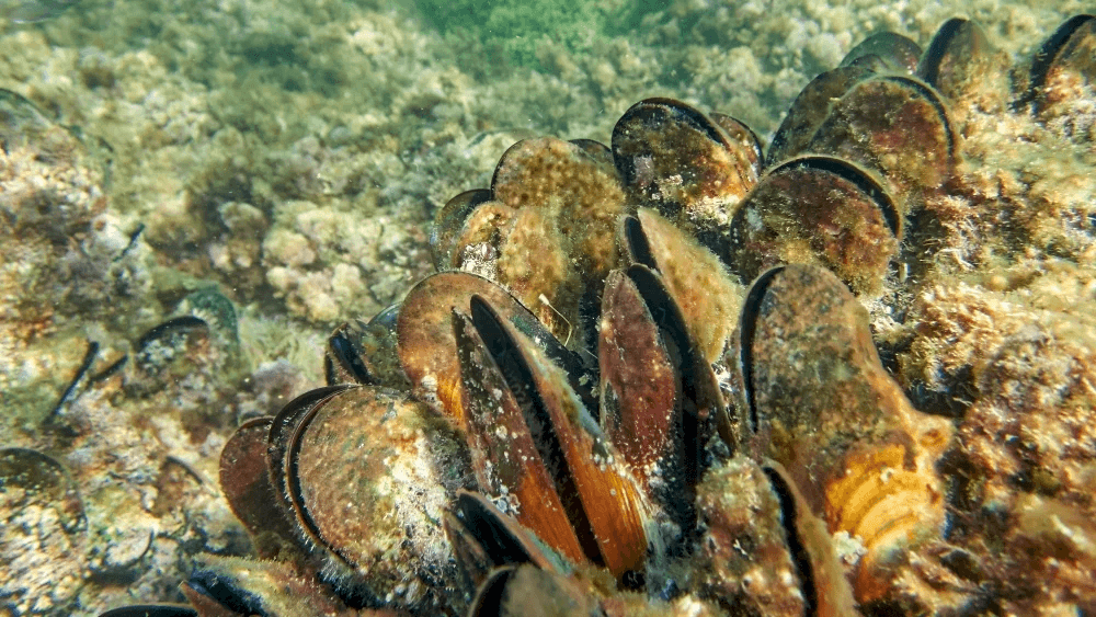 Голубая мидия (Mytilus edulis).